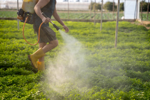 Best Pest Control for Homes  in Window Rock, AZ