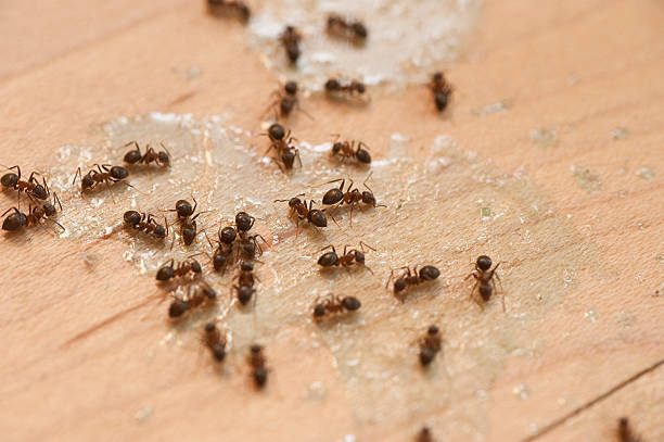 Best Mosquito Control Services  in Window Rock, AZ