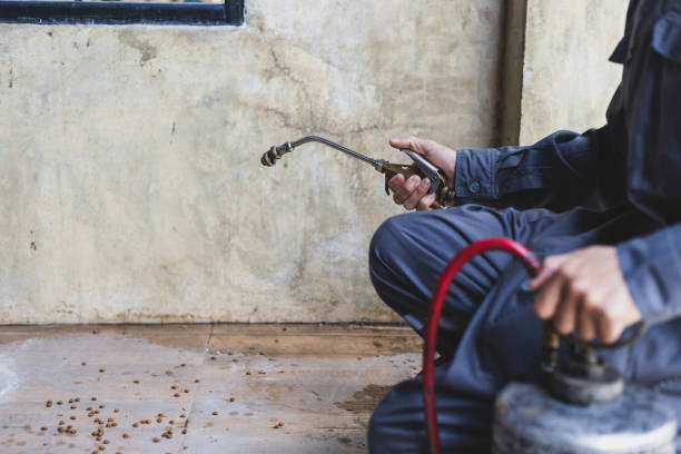 Best Affordable Pest Control Services  in Window Rock, AZ